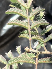 Desmanthus velutinus