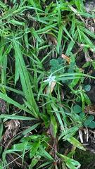 Cyperus mindorensis