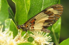 Acraea cabira