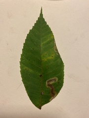 Cameraria caryaefoliella