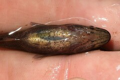 Aphredoderus sayanus