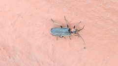 Cantharidae