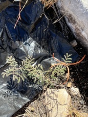 Desmanthus velutinus