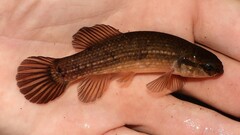 Umbra pygmaea