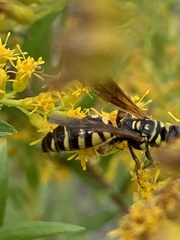 Myzinum quinquecinctum
