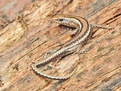 Cryptoblepharus pulcher