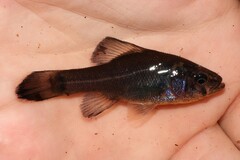 Aphredoderus sayanus