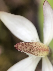 Caladenia marginata