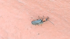 Cantharidae