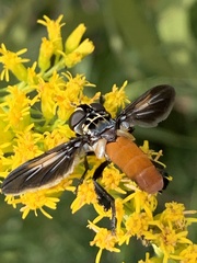 Galactomyia