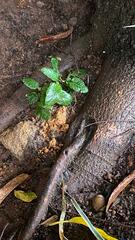 Melicytus ramiflorus