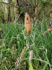 Carex riparia