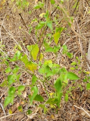 Capsicum annuum