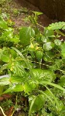 Youngia japonica