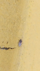 Oxycarenus hyalinipennis