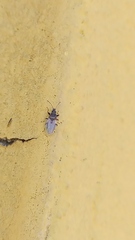 Oxycarenus hyalinipennis