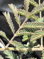 Desmanthus velutinus