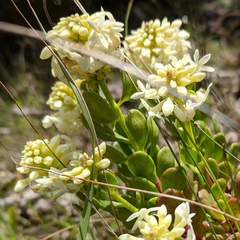 Stackhousia spathulata