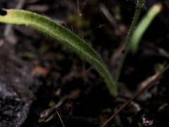 Caladenia marginata