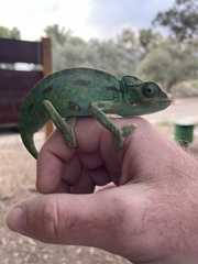 Chamaeleo chamaeleon