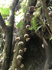 Auricularia nigricans