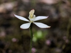 Caladenia marginata