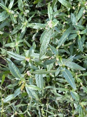 Alternanthera sessilis