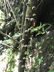 Auricularia nigricans