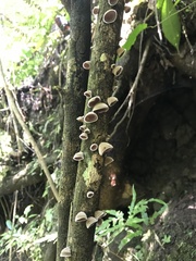 Auricularia nigricans
