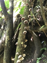 Auricularia nigricans