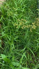 Cyperus virens