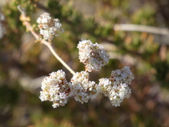Eriogonum fasciculatum