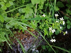 Cardamine amara
