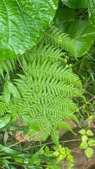 Macrothelypteris