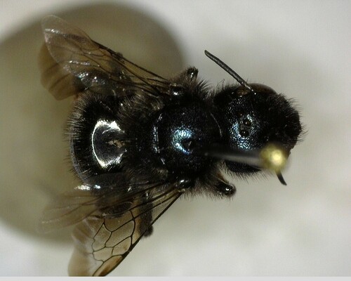 iNaturalist observation photo of California Mason Bee