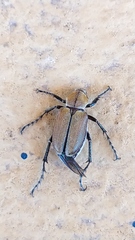 Macrodactylus