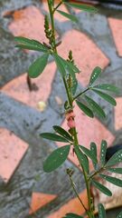 Crotalaria pumila