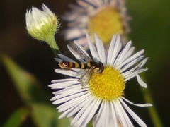 Sphaerophoria contigua