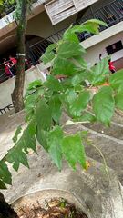 Planera aquatica