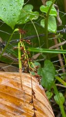 Scleria terrestris