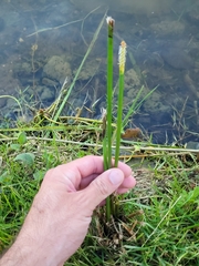 Eleocharis interstincta
