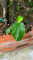 Calathea lutea