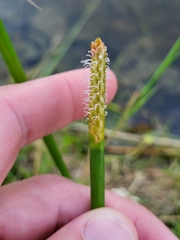 Eleocharis interstincta