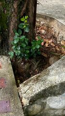 Ficus