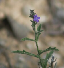 Verbena canescens