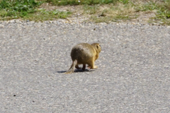 Spermophilus citellus
