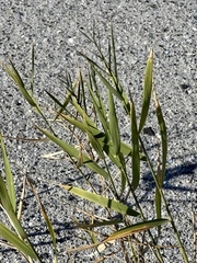 Phragmites australis