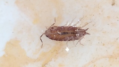 Porcellionidae