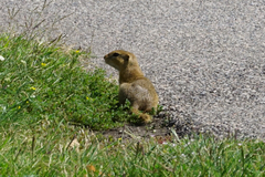 Spermophilus citellus