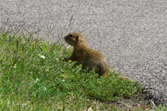 Spermophilus citellus